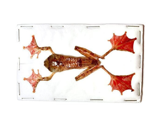 Harlequin or Panther Flying Tree Frog Rhacophorus pardalis Spread Male Real Preserved Taxidermy Specimen