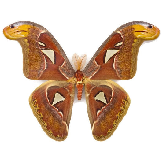 Atlas Moth Attacus atlas Male or Female Spread Real Insect Taxidermy
