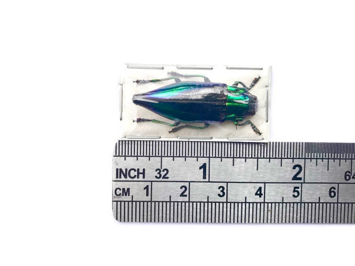 Jewel Wood Boring Beetle Cyphogastra calepyga Real Insect Taxidermy