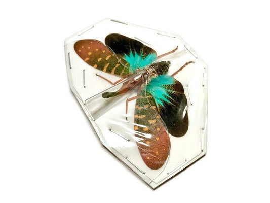 Lanternfly Lanternbug Pyrops synavei Spread Real Insect Taxidermy