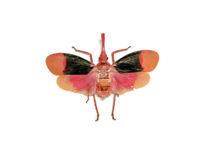 Lanternfly Lanternbug Pyrops detanii Spread Real Insect Taxidermy