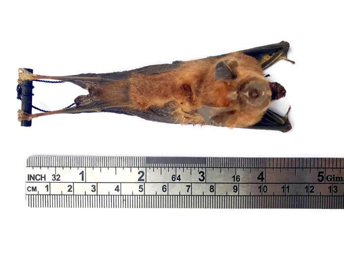Intermediate Leaf-Nosed or Roundleaf Bat Hipposideros larvatus Hanging Back Real Preserved Taxidermy Specimen