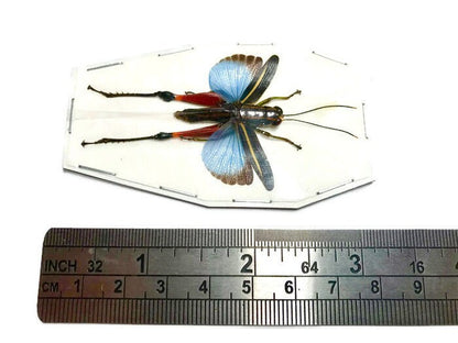 Blue Red Black Grasshopper or Locust Coloracris azureus Spread Real Insect Taxidermy
