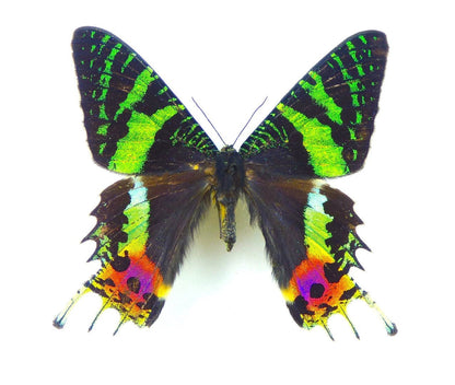 Sunset Moth Urania ripheus Framed Spread Mounted Real Insect Taxidermy Topside