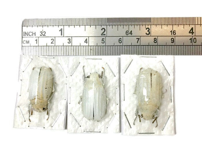 Scarab Beetle Melolonthidae sp. White Real Insect Taxidermy – Bizarre ...