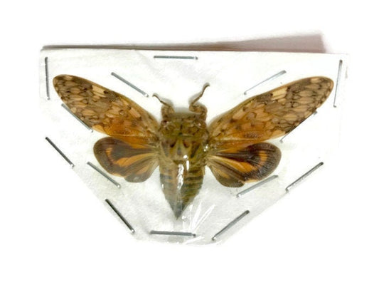 Cicada Platypleura arcuata Spread Real Insect Taxidermy