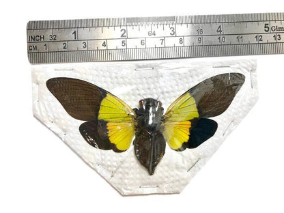 Cicada Trengganua sybylla Spread Real Insect Taxidermy