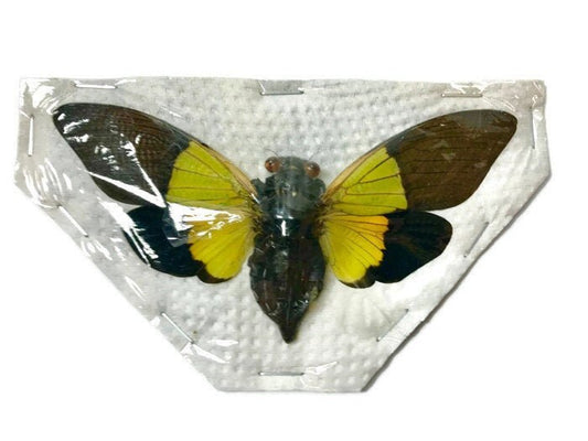 Cicada Trengganua sybylla Spread Real Insect Taxidermy
