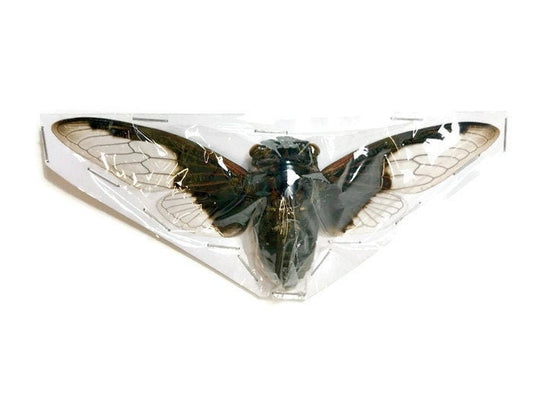 Batwing or Bat Wing Cicada Cryptotympana aquila Spread Real Insect Taxidermy 10 pack or Single