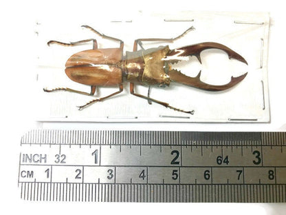 Longjaw Stag Beetle Cyclommatus tarandus tarandus Male Real Insect Taxidermy