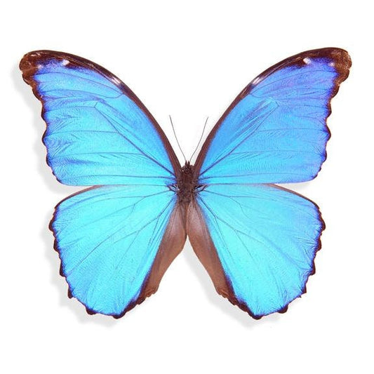 Giant Blue Morpho Butterfly Morpho didius Male Spread or Folded Real Insect Taxidermy