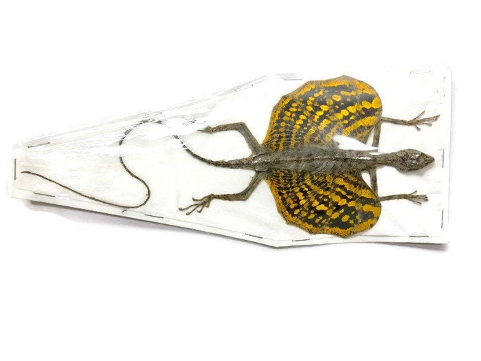 Flying Lizard Draco haematopogon Yellow Female Spread Real Preserved Taxidermy