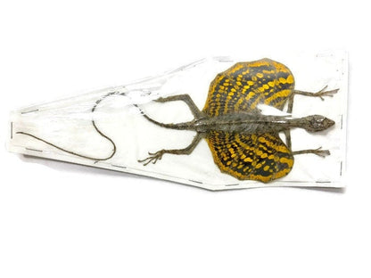 Flying Lizard Draco haematopogon Yellow Female Spread Real Preserved Taxidermy