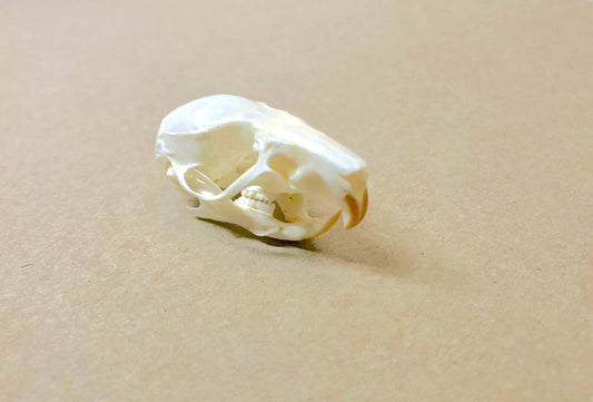 Black Rat Rattus rattus Skull Real Preserved Taxidermy Skeleton Bones