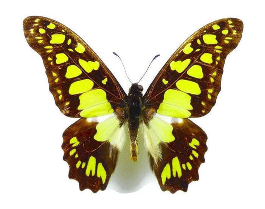 Electric Green Swordtail Butterfly Graphium tynderaeus Spread or Folded Male Real Insect Taxidermy