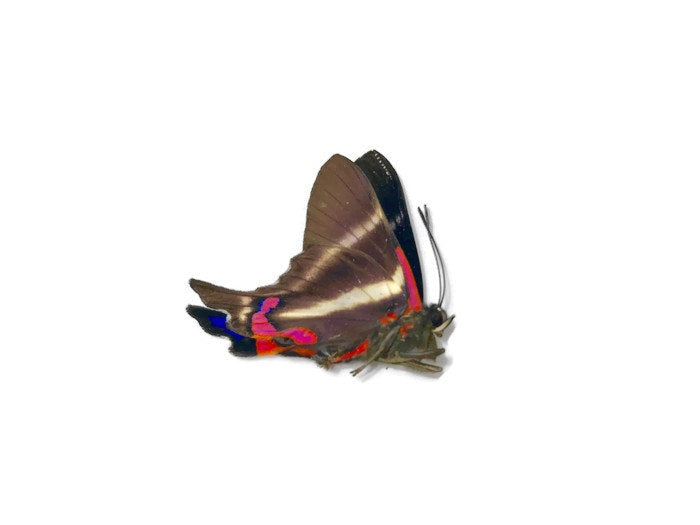 Periander Metalmark or Variable Beautymark Butterfly Rhetus periander Spread or Folded Real Insect Taxidermy