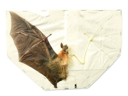 Lesser Short-Nosed Fruit Bat Cynopterus brachyotis Spread Half Skeleton Real Preserved Taxidermy Specimen
