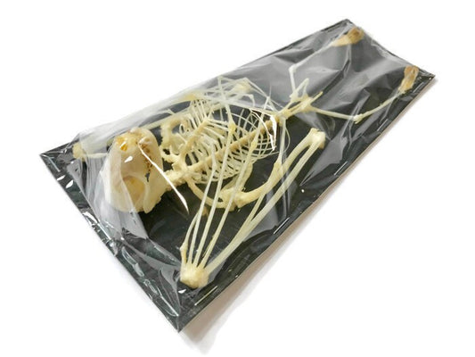 Greater Short-Nosed Fruit Bat Cynopterus sphinx Skeleton Real Preserved Taxidermy Bones Skull