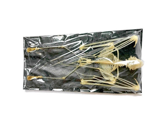 Bicolored Leaf-Nosed or Roundleaf Bat Hipposideros bicolor Skeleton Hanging Real Preserved Taxidermy Specimen