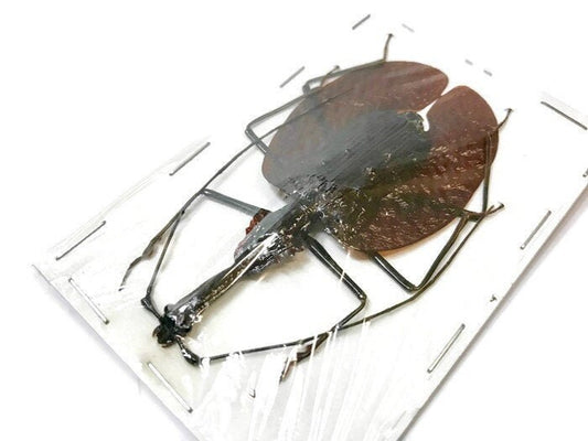 Violin Beetle Mormolyce phyllodes Real Insect Taxidermy
