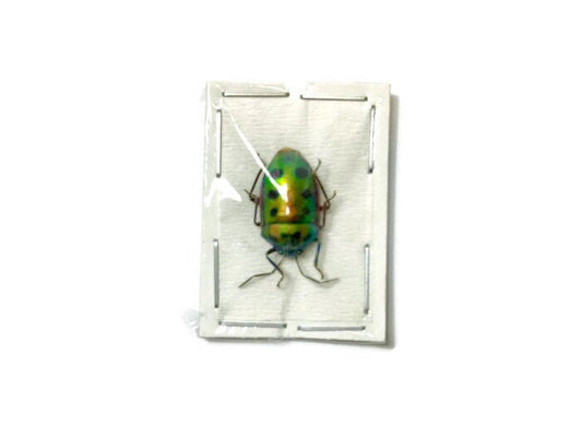Mangrove Shield Bug Calliphara nobilis Real Insect Taxidermy 10 pack or Single