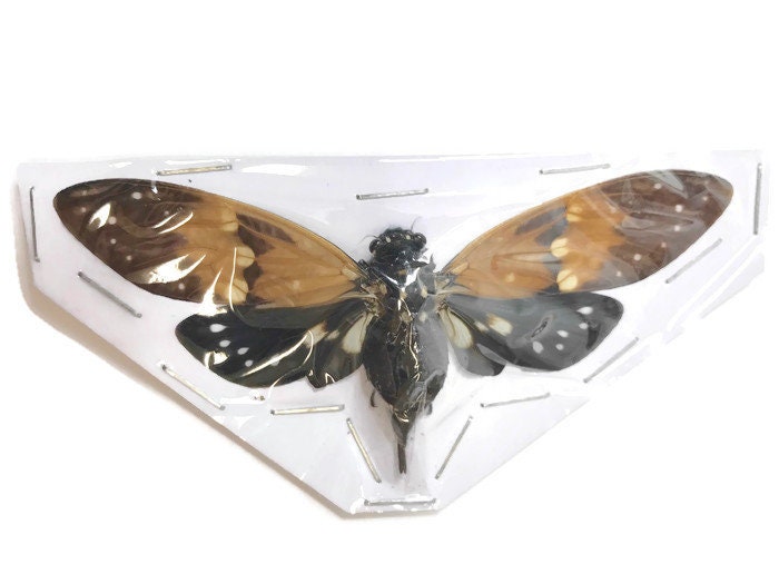 Cicada Ambragaeana ambra Spread Real Insect Taxidermy