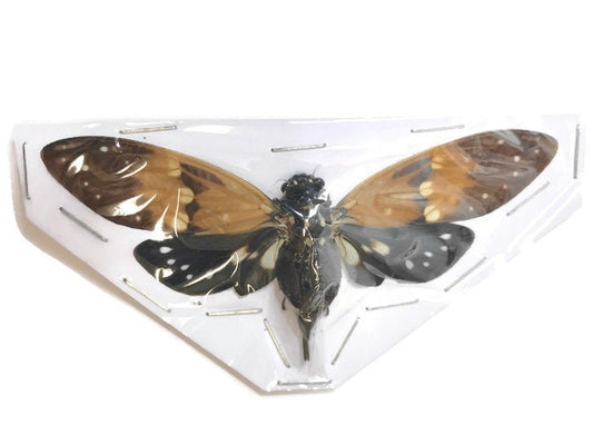 Cicada Ambragaeana ambra Spread Real Insect Taxidermy