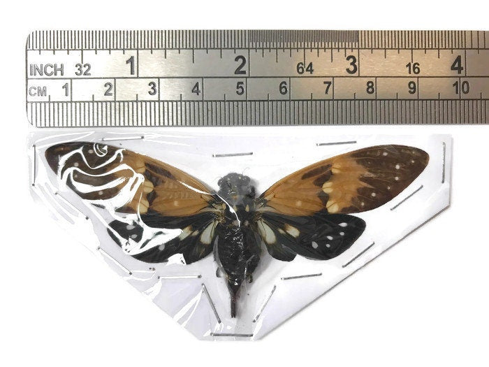 Cicada Ambragaeana ambra Spread Real Insect Taxidermy