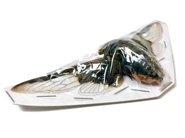Batwing or Bat Wing Cicada Cryptotympana aquila Spread Real Insect Taxidermy 10 pack or Single