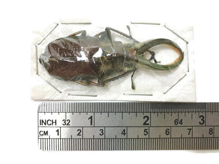 Four-Eyed Longjaw Stag Beetle Sphaenognathus feisthameli Male Real Insect Taxidermy