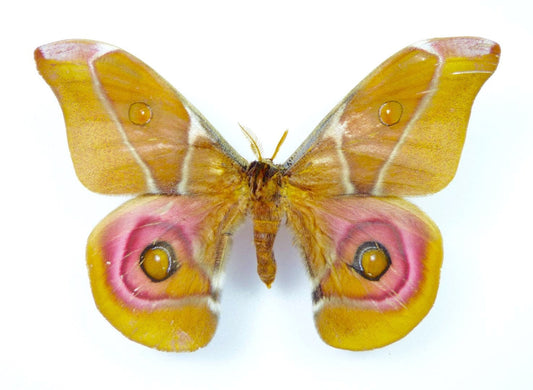 Madagascar Bullseye or Suraka Silk Moth Antherina suraka Folded Real Insect Taxidermy A- Condition