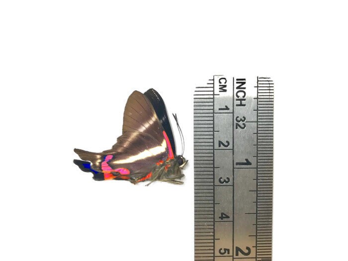 Periander Metalmark or Variable Beautymark Butterfly Rhetus periander Spread or Folded Real Insect Taxidermy