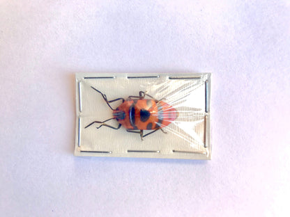 Clown Face or Man Face Stinkbug Stink Bug Eucorysses javanus Real Insect Taxidermy 10 Pack or Single