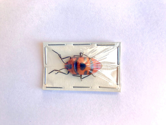 Clown Face or Man Face Stinkbug Stink Bug Eucorysses javanus Real Insect Taxidermy 10 Pack or Single