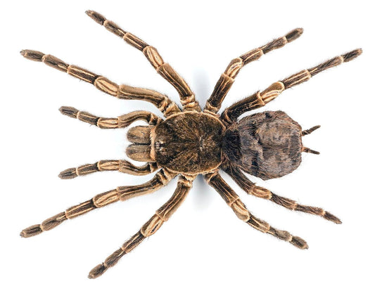 Brazilian Orange-Banded Tarantula Spider Acanthoscurria juruenicola Female Real Preserved Taxidermy