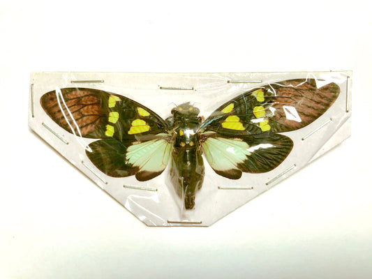 Cicada Gaeana cheni Spread Real Insect Taxidermy