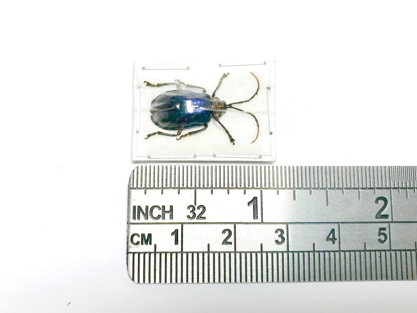 Blue Purple Leaf Beetle Chrysomelidae sp6 Real Insect Taxidermy 10 pack or Single
