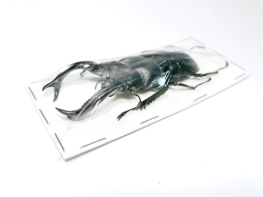 Fighting Giant Stag Beetle Hexarthrius buqueti Male Real Insect Taxidermy