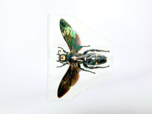 Giant Scoliid Wasp Megascolia procer javanensis Female Spread Real Insect Taxidermy