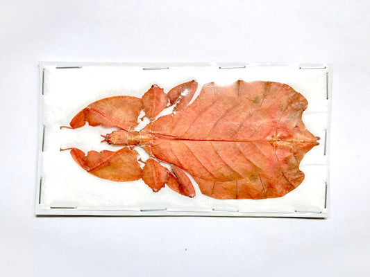 Leaf Insect Phyllium bioculatum pulchrifolium Orange Female Real Insect Taxidermy