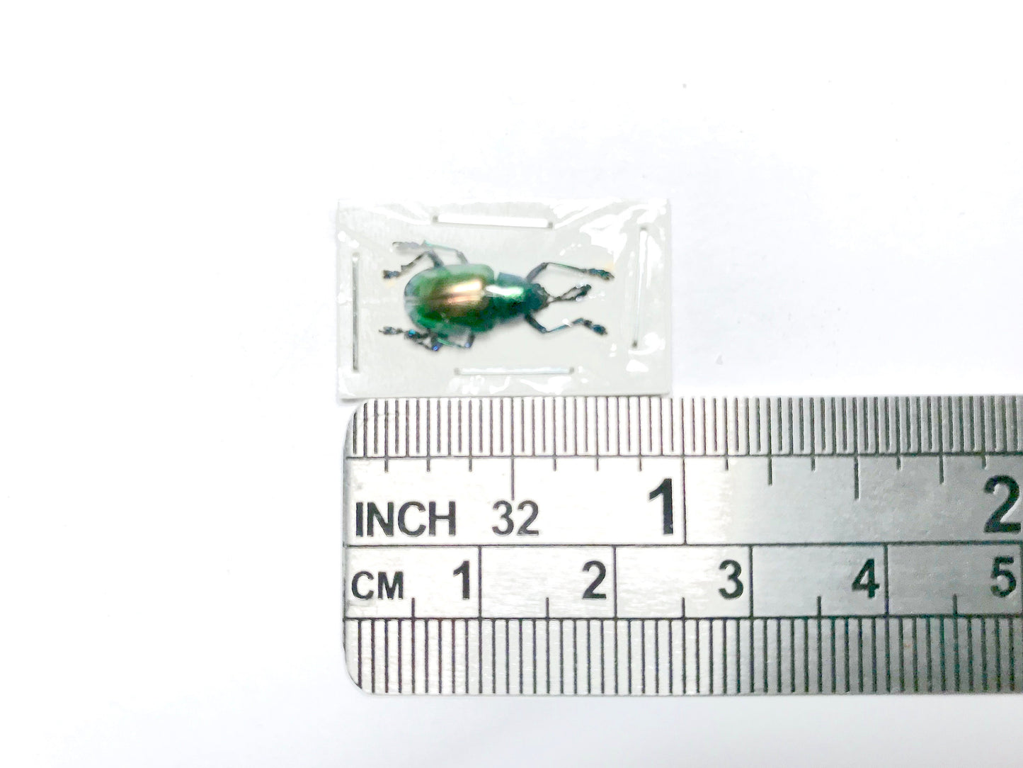 Green Leaf Beetle Platycorynus sp1 Real Insect Taxidermy 2 pack