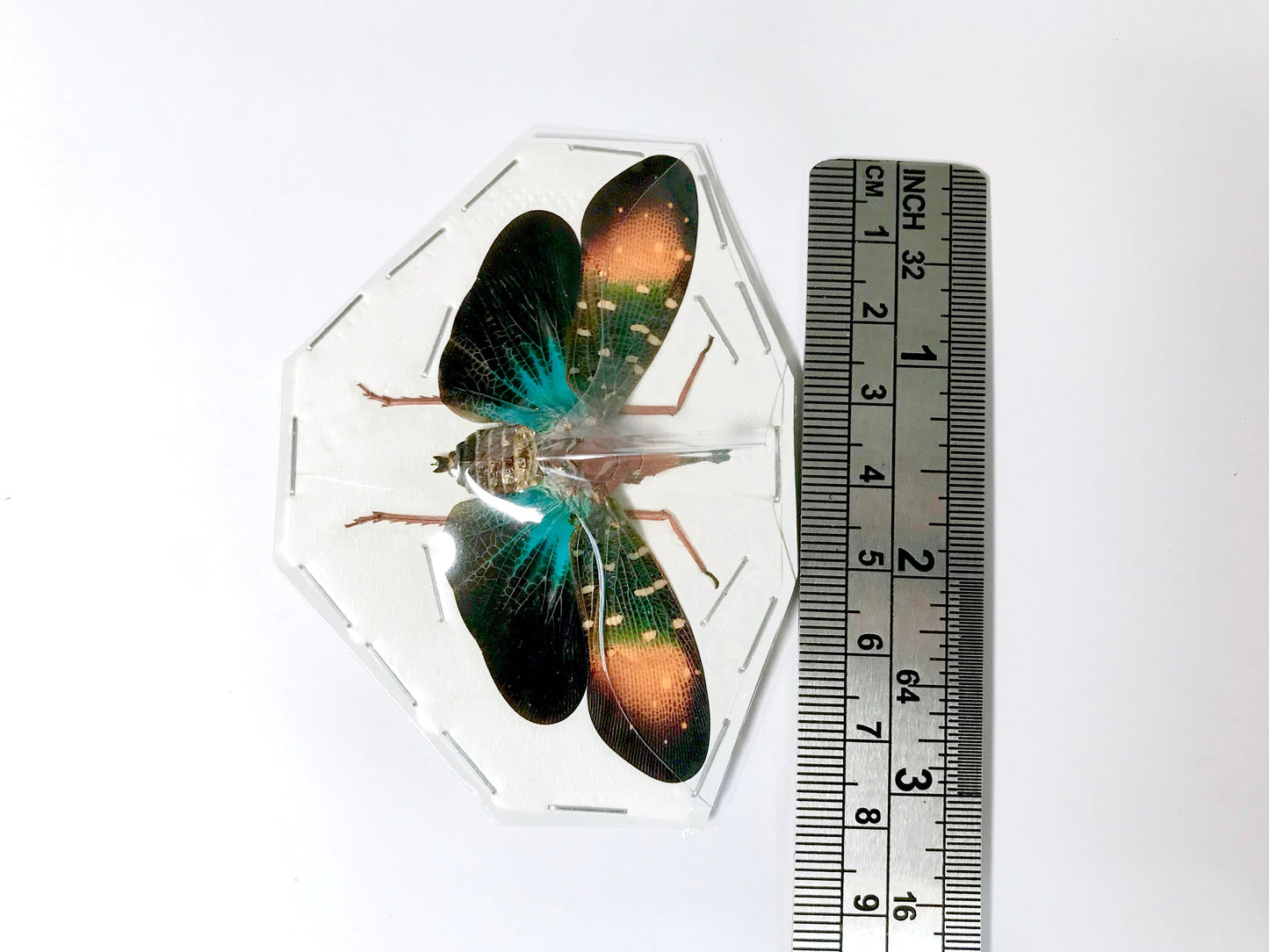 Lanternfly Lanternbug Planthopper Pyrops gunjii Spread Real Insect Taxidermy