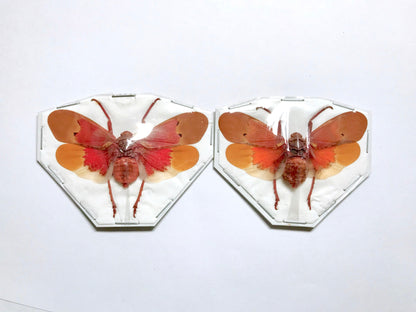 Lanternfly Scamandra sanguiflua sanguiflua Spread Real Insect Taxidermy 10 Pack or Single
