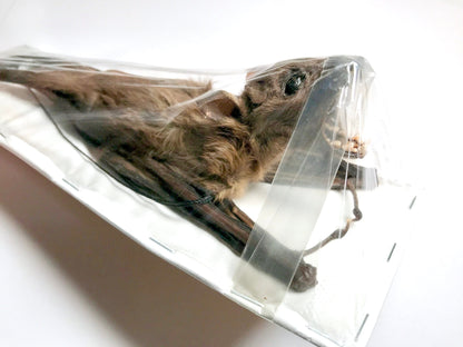 Greater Short-Nosed Fruit Bat Cynopterus sphinx Hanging Back Real Preserved Taxidermy