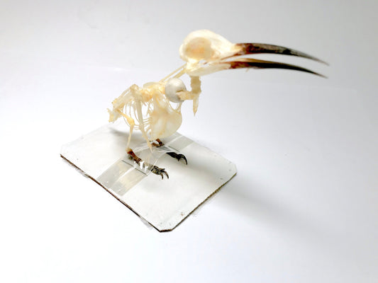 Blue-Tailed Bee-Eater Bird Merops philippinus javanicus Skeleton Real Preserved Taxidermy Bones Skull