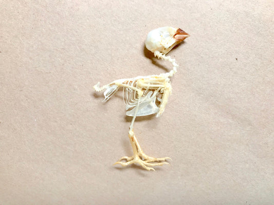 Spice Finch or Spotted Munia Bird Lonchura punctulata Skeleton Real Preserved Taxidermy Bones Skull