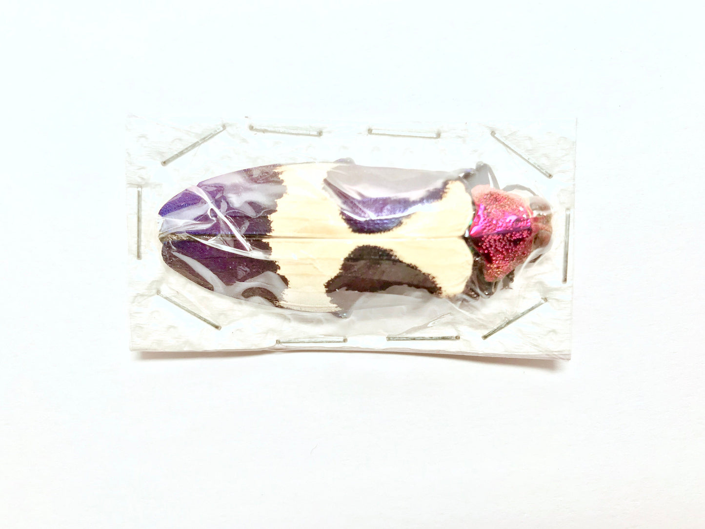 Red Speckled Jewel Beetle Chrysochroa buqueti rugicollis Real Insect Taxidermy