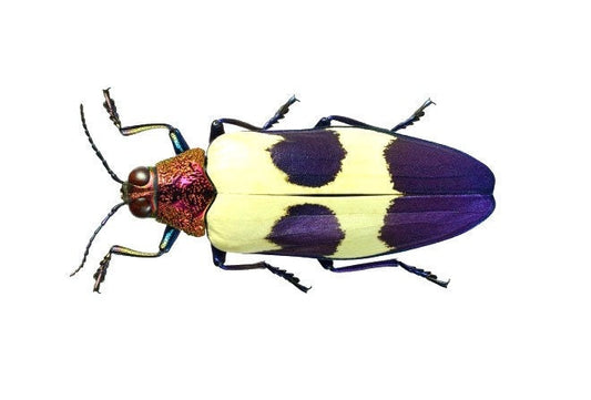 Red Speckled Jewel Beetle Chrysochroa buqueti rugicollis Real Insect Taxidermy
