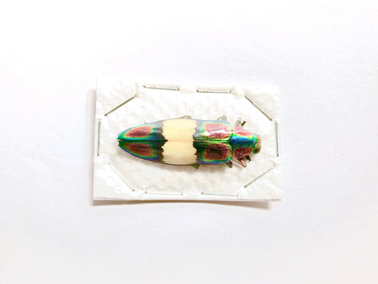 Jewel Beetle Chrysochroa fulgens Real Insect Taxidermy