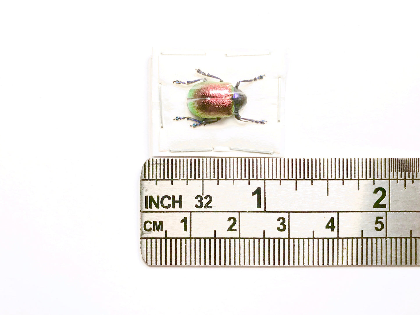 Multicolored Leaf Beetle Platycorynus speciosus Real Insect Taxidermy